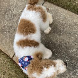Goldendoodle All Grown Up from Anytime Doodles