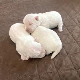Boy 3 - White male West Highland White Terrier puppy in Idabel, Oklahoma from Ravens Nest Westies