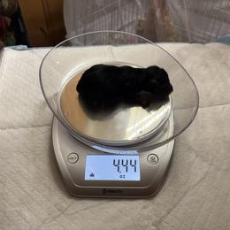 Sweetie - Black and gold female Yorkshire Terrier puppy in Phoenix, Arizona from Coursey’s Yorkies