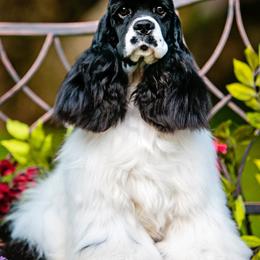 Black white male - Black and white male Cocker Spaniel puppy in Bonsall, California from CuttinBlue Farms