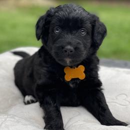 Girl 2 - Black and white female Aussiedoodle puppy in Houston, Texas from Waggin’ R Tails