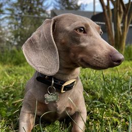 Dachshunds from Dippin’ Dachs Mini Dachshunds