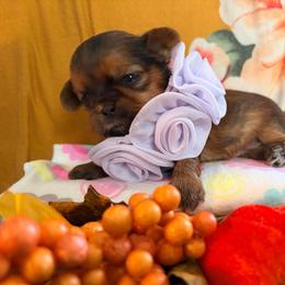 Priyanka - Red female Shih Tzu puppy in Hemet, California from Aloha Shih Tzu