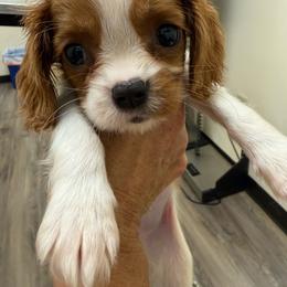 King Charles - Blenheim female Cavalier King Charles Spaniel puppy in Jacksonville, Florida from Lori Van Doorn's Cavalier King Charles Spaniel