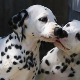 Dalmatian Puppies from Spothaven Dalmatians