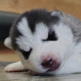 1 Johnny Cash (Reserved till 8 weeks old show evaluation) - Black and white male Siberian Husky puppy in Heppner, Oregon from Yuki Ookami Show Kennel