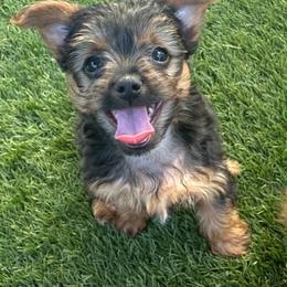Lincoln - Parti male Yorkshire Terrier puppy in San Antonio, Texas from Luna's Treasures