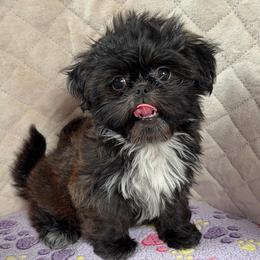 Kiwi - Red female Shih Tzu puppy in Orange, California from Shih Tzu Hauz