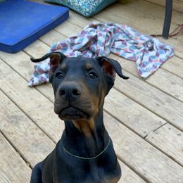 Doberman Pinscher Puppies from Bhon Mhuir Dobermanns