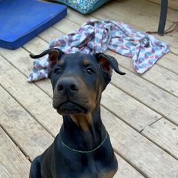 Doberman Pinscher Puppies from Bhon Mhuir Dobermanns