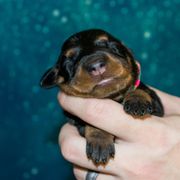Rainbow Collar Girl - Black female German Pinscher puppy in Topeka, Kansas from Rhapsody German Pinschers