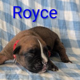 Royce - Brindle male Boxer puppy in New Holland, Pennsylvania from Shady Rill puppies