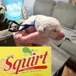 Squirt - White and black male Dalmatian puppy in Des Moines, Iowa from Spot Splattered Dalmatians