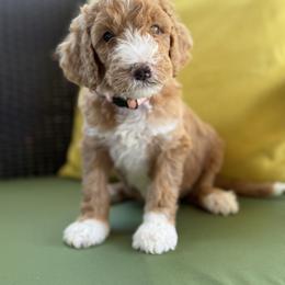 Double Doodles and Goldendoodles from Doodle Lovers