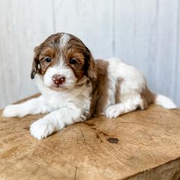 Denali - Red merle female Aussiedoodle puppy in Arlington, Washington from Doodle Love Laugh