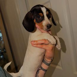 Theodore - Piebald male Dachshund puppy in Augusta, Georgia from Cherokee Hill Dachshunds