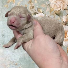 Girl 5 - Cream female Cavapoo puppy in Coshocton, Ohio from Forever Family Puppies