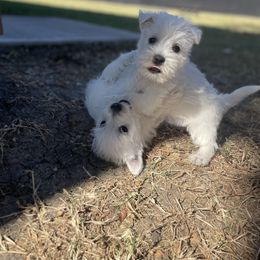 West Highland White Terrier Puppies from Shadow Lane Genetics