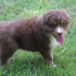 Austin - Red tri-color male Australian Shepherd puppy in Kansas, Oklahoma from Windy G Farm
