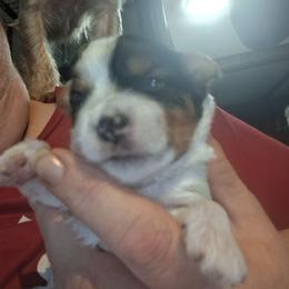 James - Parti male Yorkshire Terrier puppy in Jacksonville, Arkansas from Royal Yorkie Terrier