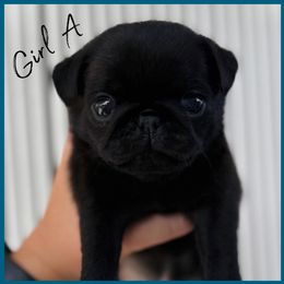 Girl A - Black female Pug puppy in Sarasota, Florida from Wicked Kennel