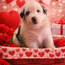 Comet - Blue merle male Australian Shepherd puppy in Harrah, Oklahoma from Kamm's Aussies