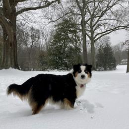 Australian Shepherds from Hub City Aussies