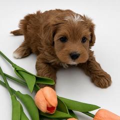Delta - Red female Australian Labradoodle puppy in Denton, Texas from Dignity Labradoodles