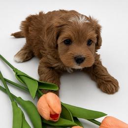 Delta - Red female Australian Labradoodle puppy in Denton, Texas from Dignity Labradoodles