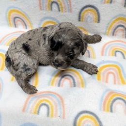 Aussiedoodle, Australian Shepherd, Bernedoodle, Cockapoo, and Poodle Puppies from Sis' Doodles & Poodles