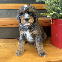 Blue collar boy - Merle male Bernedoodle puppy in Hines, Oregon from Switch Canyon Doodles