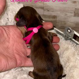 Kai - Dapple female Dachshund puppy in Atwood, Oklahoma from Holder’s Doxie Farm