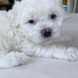 Puppy ( His owner will have the privilege to name him.) - White and apricot male Bichon Frise puppy in Greenville, South Carolina from Almaza Bichons