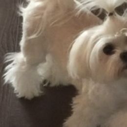 Oakleigh - Maltese