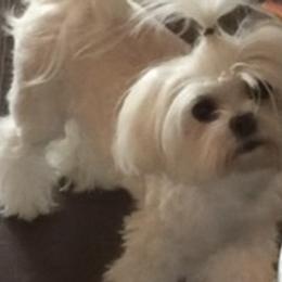 Oakleigh - Maltese