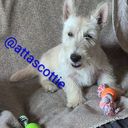 Scottish Terrier Puppies from Atta Scottie