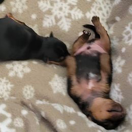 Yorkshire Terriers from Beach terriers