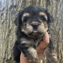 Sally - Black and tan female Yorkipoo puppy in Shelby, North Carolina from Precious pups dynasty kennel