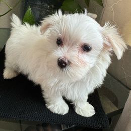 Alice - Maltese puppy from Lizeth's Pups
