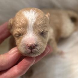 Aero - Apricot male Maltipoo puppy in Lebanon, Kentucky from Mosaic Merle Doodles