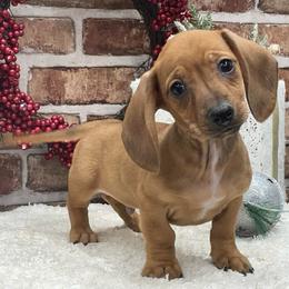 Spencer - Red male Dachshund puppy in Industry, Illinois from KDKs Kennels