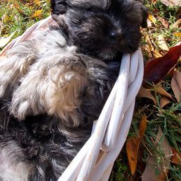 Havanese Puppies from Havanese If You Please