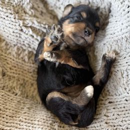 Peanut - Black phantom female Aussiedoodle puppy in Granbury, Texas from Triple Cross Doodles
