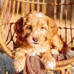 Honey - Caramel female Australian Labradoodle puppy in Decatur, Alabama from Southern Meadows Doodles