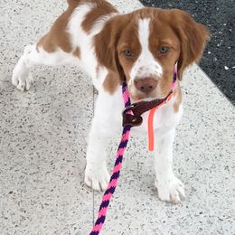 Brittany Puppies from Jenvy Brittanys