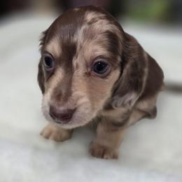 Warren - Chocolate and cream male Dachshund puppy in Oklahoma City, Oklahoma from OkieDoxieland Dachshunds