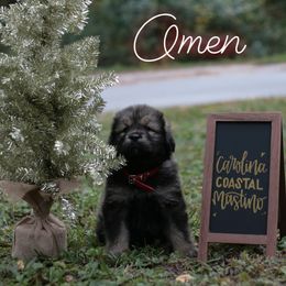 Neapolitan Mastiff and Tibetan Mastiff Puppies from Carolina Coastal Mastinos