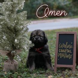 Neapolitan Mastiff and Tibetan Mastiff Puppies from Carolina Coastal Mastinos