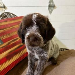 Demi-(Storm) - Brown and gray female Wirehaired Pointing Griffon puppy in Grangeville, Idaho from Happy Hollow Griffons