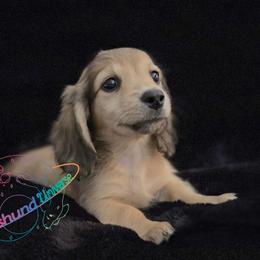 Jupiter - Cream male Dachshund puppy in Peyton, Colorado from Dachshund Universe